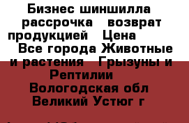 Бизнес шиншилла, рассрочка - возврат продукцией › Цена ­ 4 500 - Все города Животные и растения » Грызуны и Рептилии   . Вологодская обл.,Великий Устюг г.